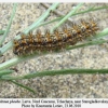 melitaea phoebe1 ciscaucasia larva